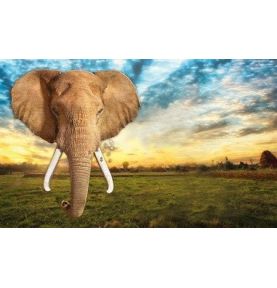 Puzzle I AM ELEFANT - Słoń