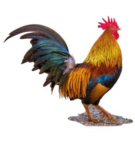 MADD CAPP,  Puzzle konturowe I AM Kogut - 100 elem.